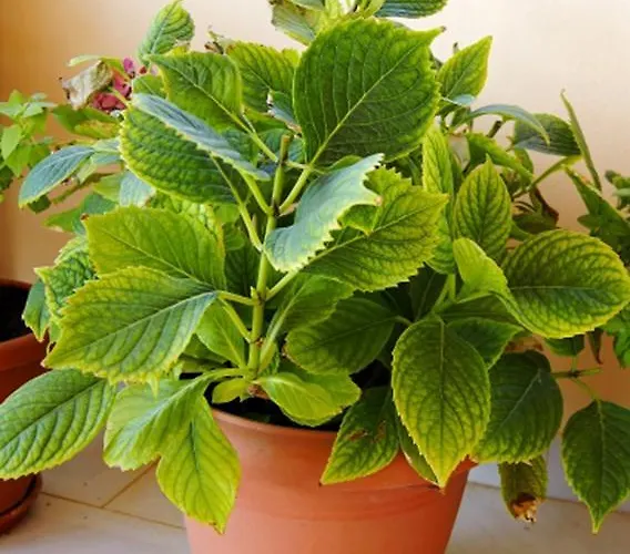 Idroussa Apartamento