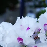 Hydroussa