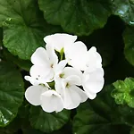 Hydroussa 바트시