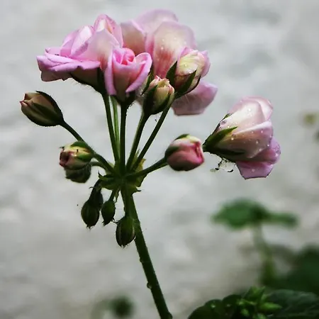 Διαμέρισμα Idroussa *