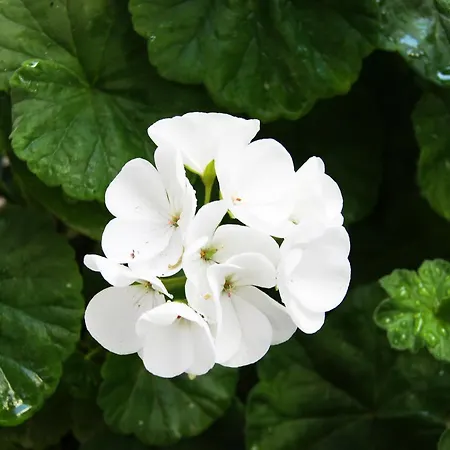 Idroussa Μπατσί