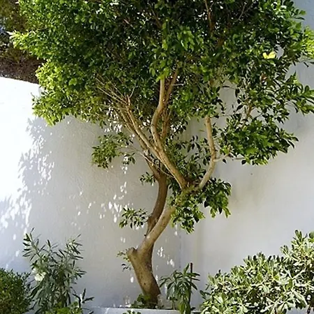 Idroussa Διαμέρισμα Μπατσί