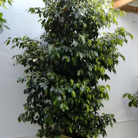 Διαμέρισμα Idroussa