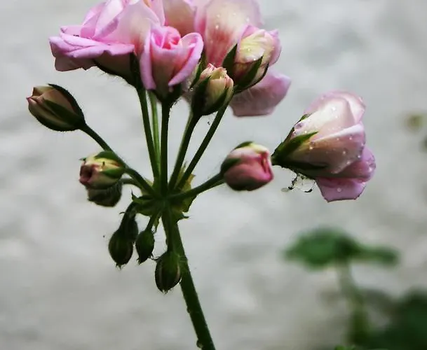 Apartament Idroussa *