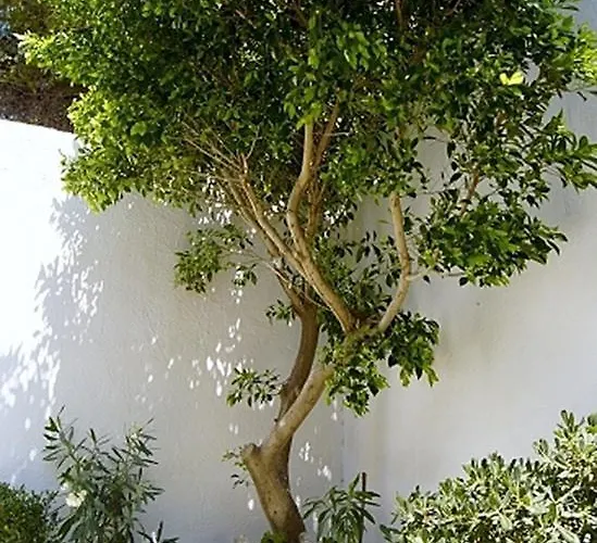 Idroussa Apartament Batsi